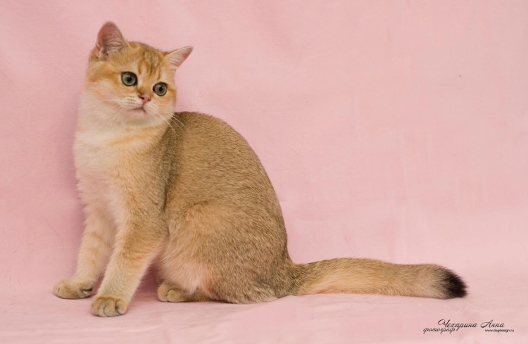 Персиковый кот порода