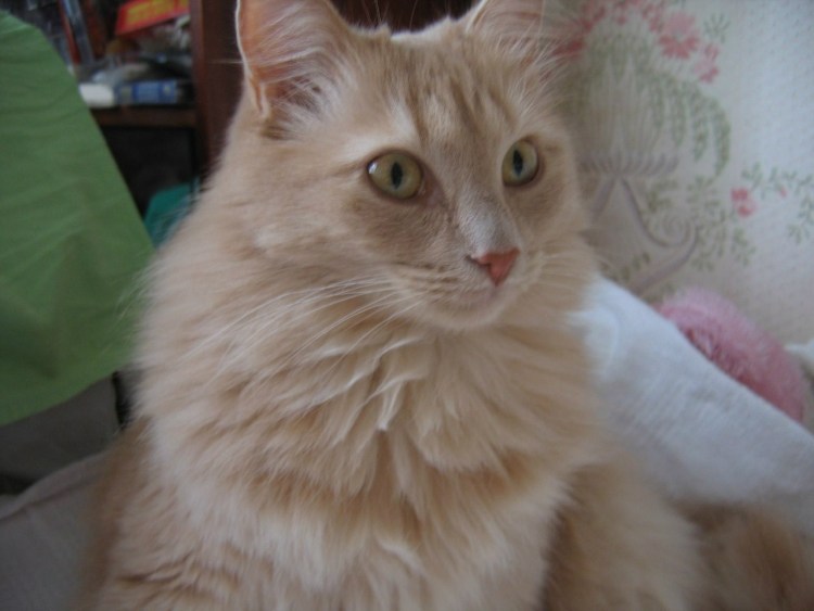 Анатолийская кошка рыжая