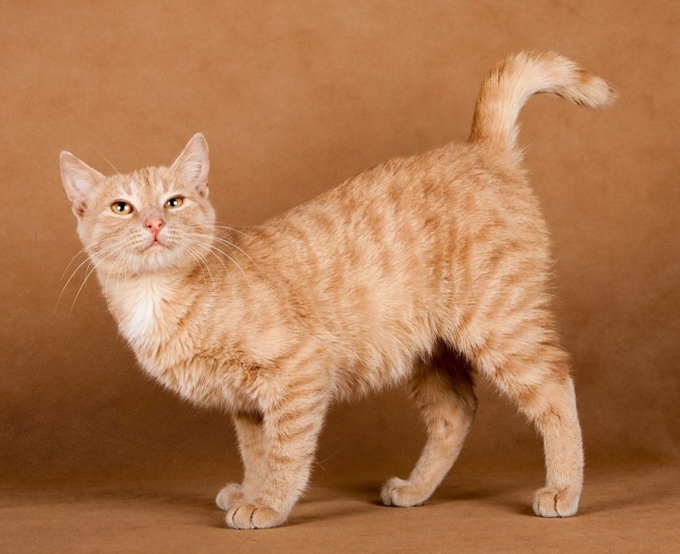 Абиссинец фавн