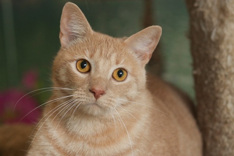 Анатолийская короткошерстная кошка