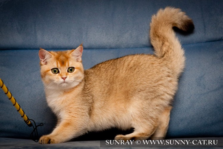 Ориентал длинношерстный золотой тикированный