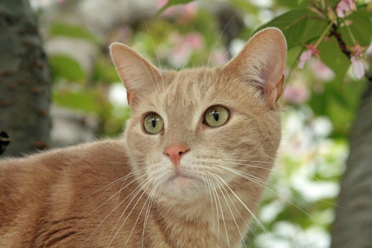 Британская короткошёрстная кошка бежевая