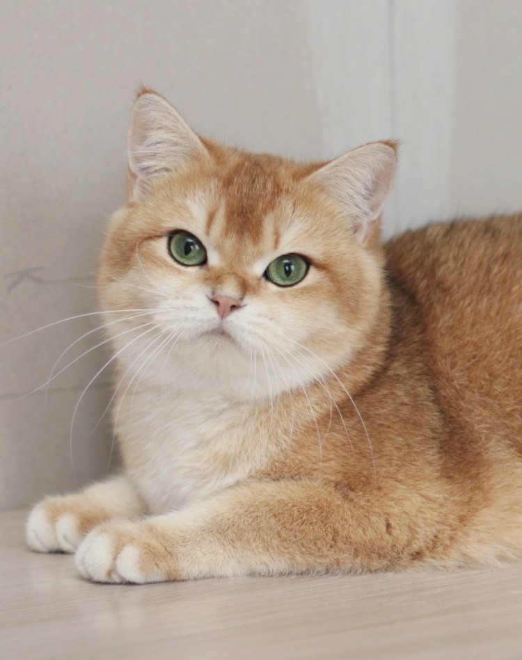 Британский короткошерстный персиковый