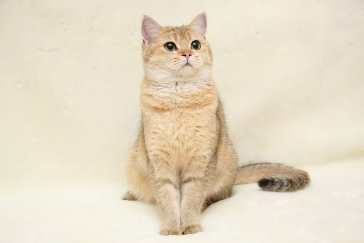 Тайский кот персиковый