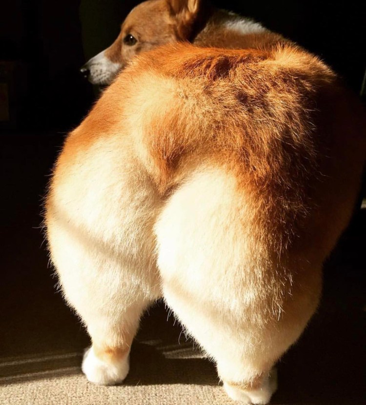 Корги пемброк попа