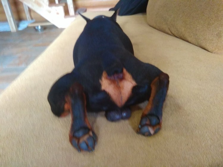 Собака кобель вид сзади