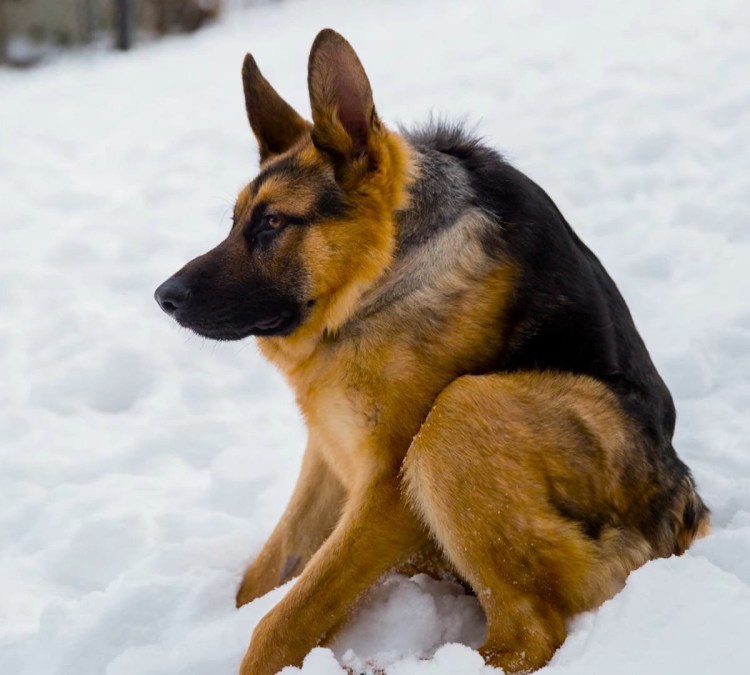 Собака качок