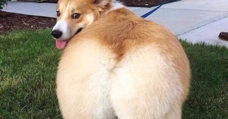 Коржики собака смешные фото