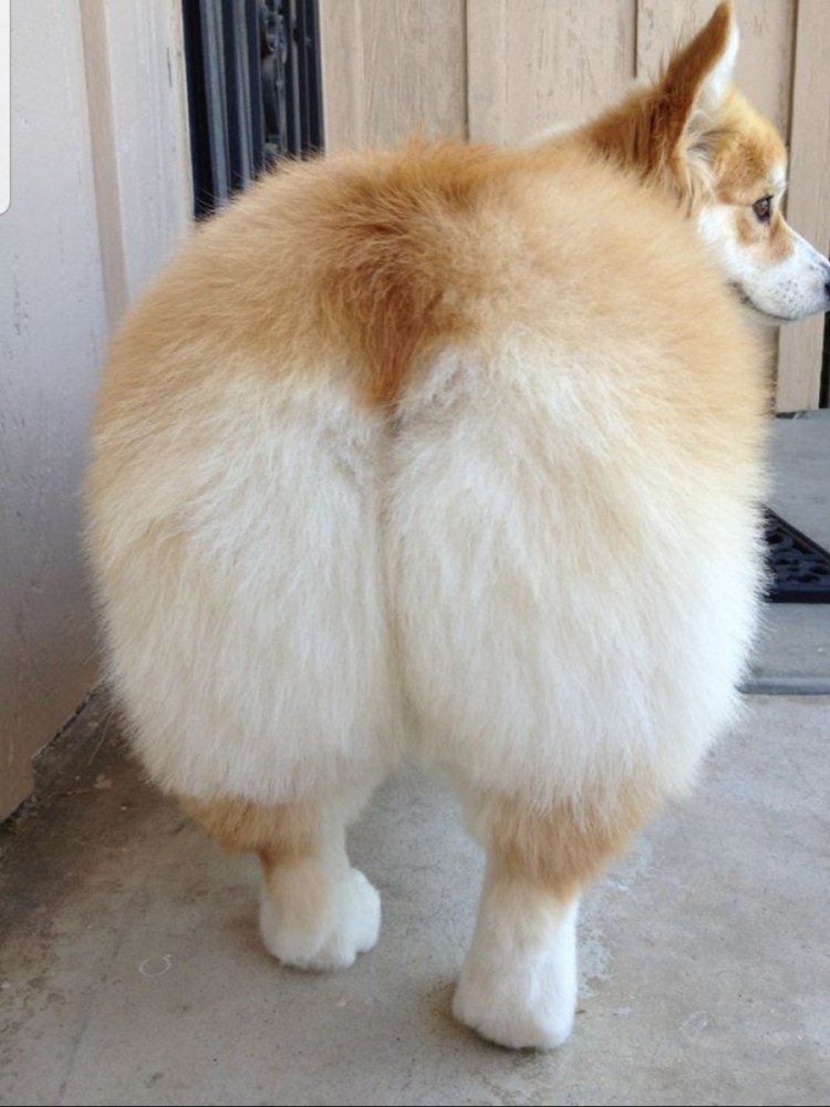 Пушистые ягодицы