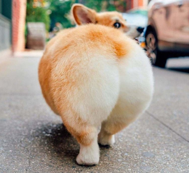 Вельш корги сзади