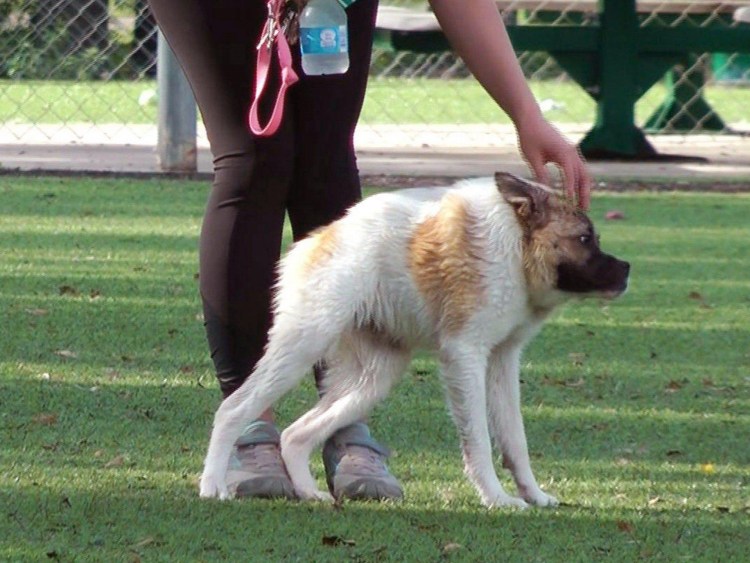 Человек Мопс