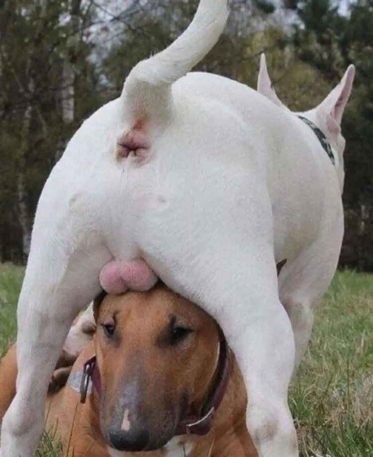 Бультерьер смешной