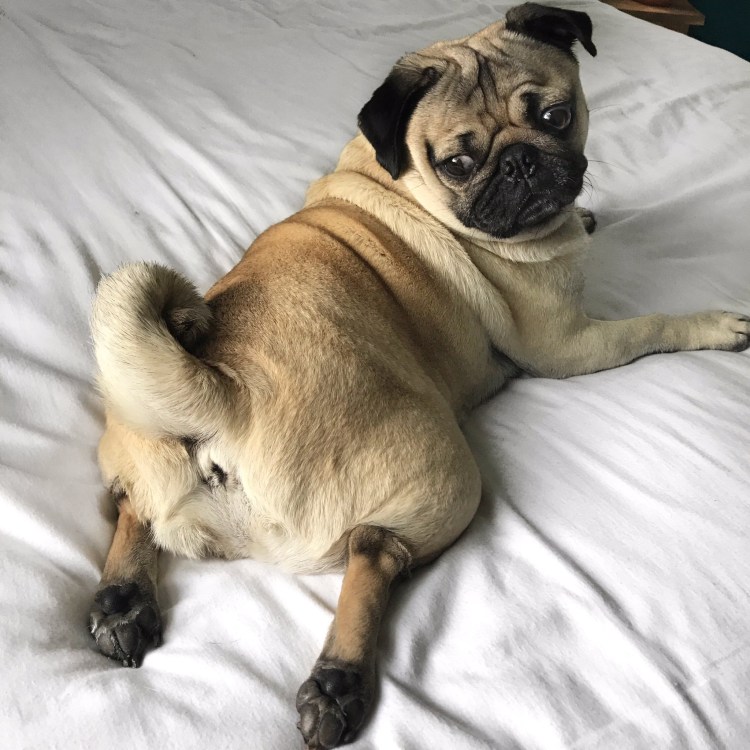 Мопс Ираклий