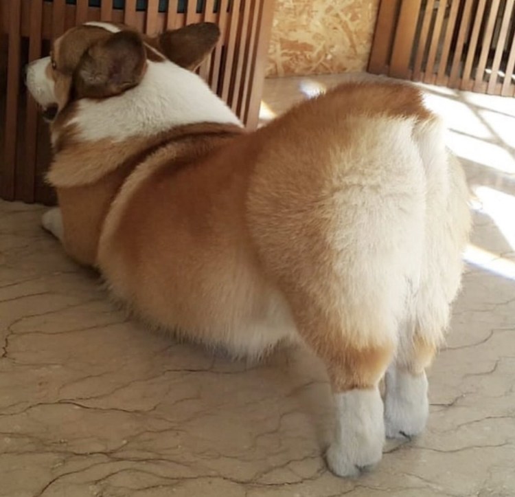 Корги сзади сердечко