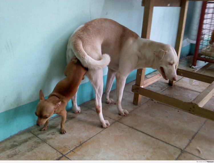 Собака вид сзади