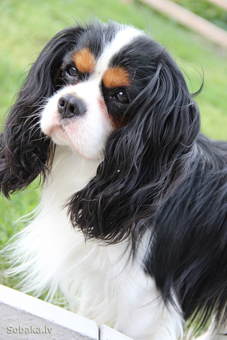 Кавалер Кинг Чарли спаниель