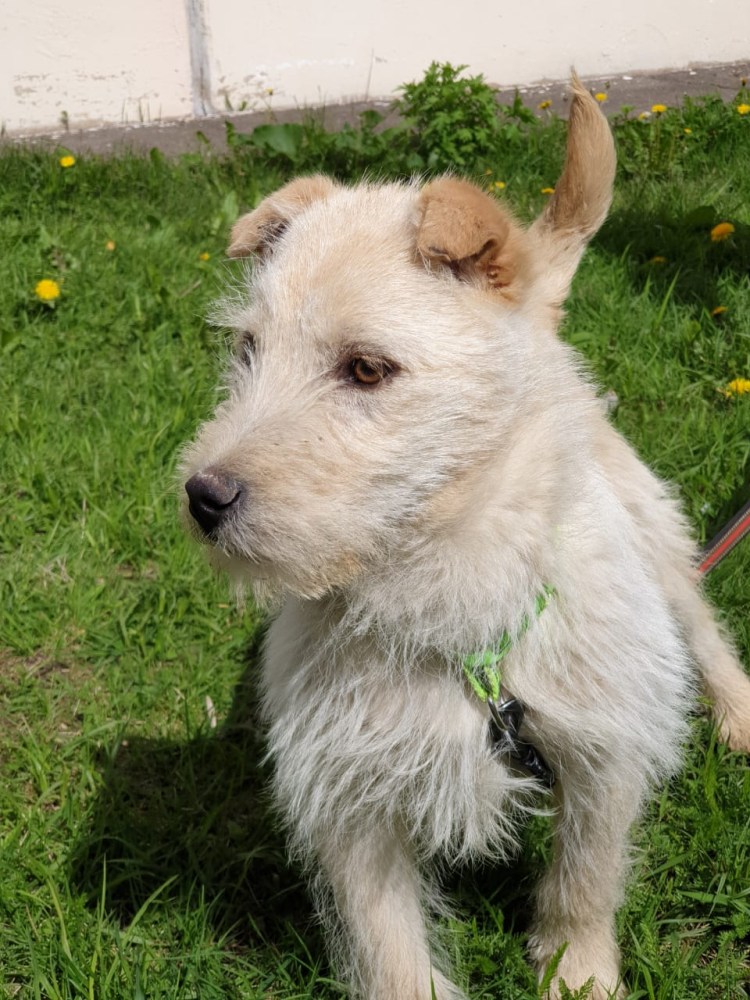 Порода Хатико Акита-ину