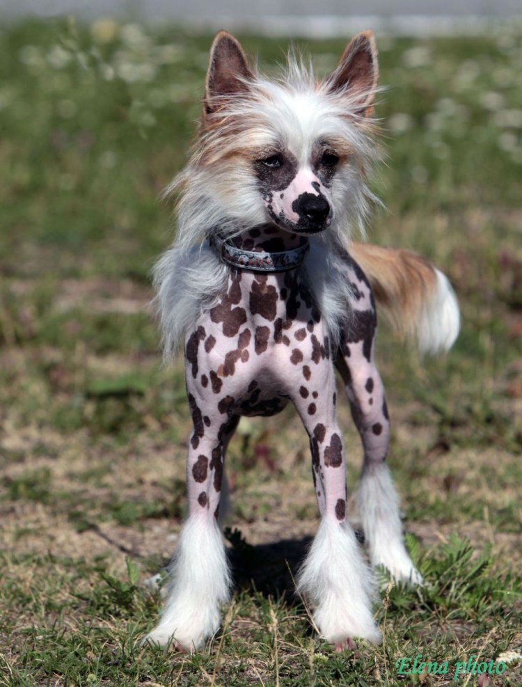 Приют Бирюлево