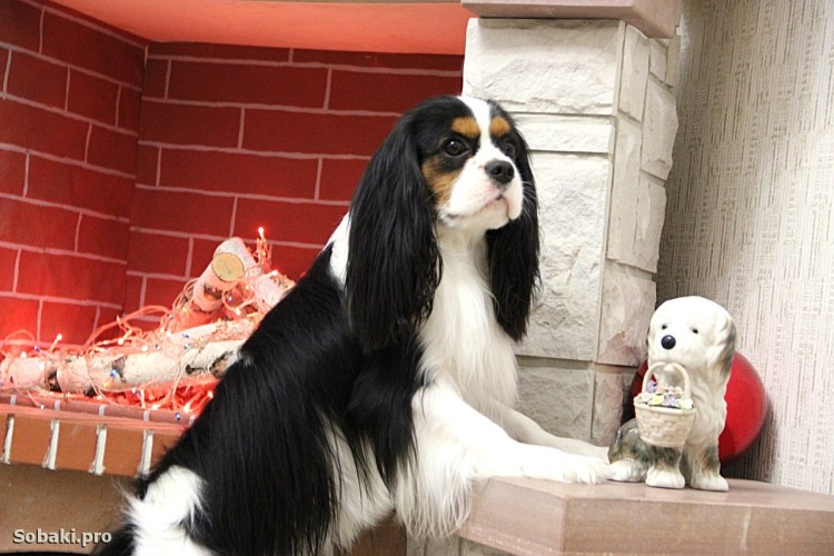 Кавалер Кинг Чарльз спаниель на выставке