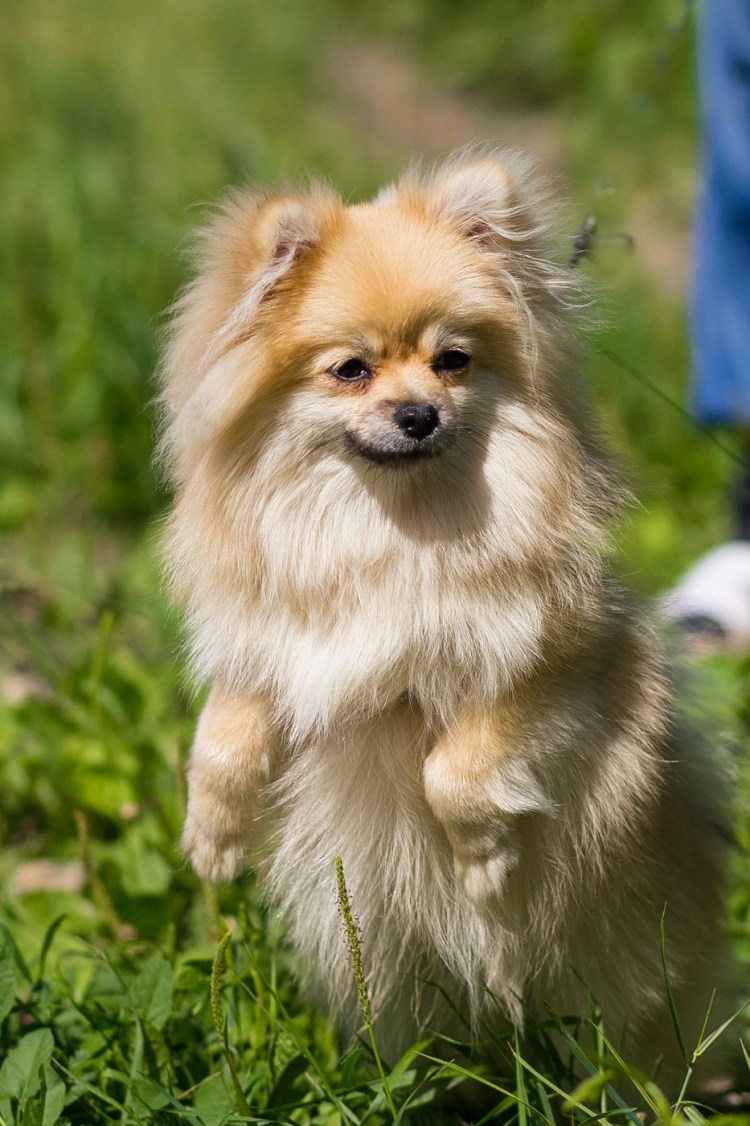 Рич Рассел терьер