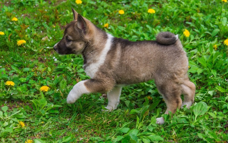 Западно Сибирская лайка