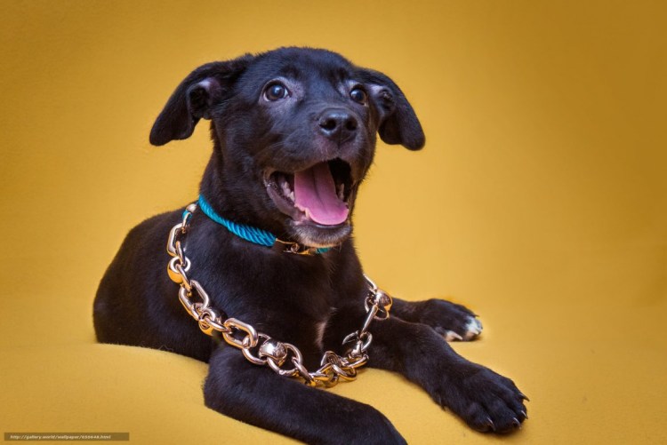 Щенки ломбардов