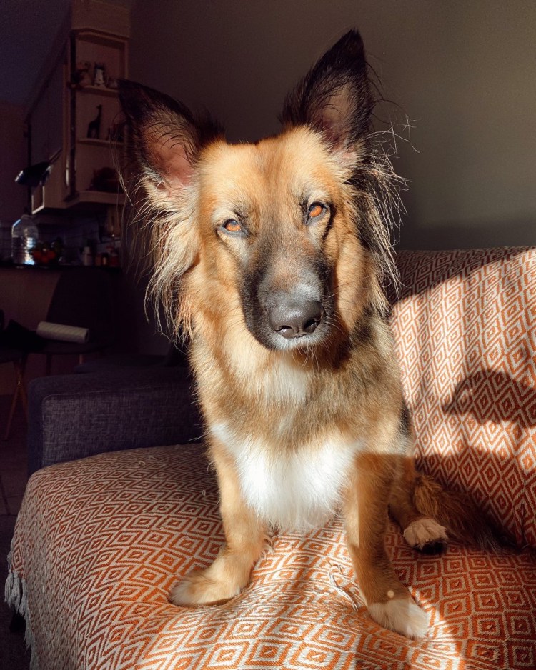 Невский Флер порода собаки