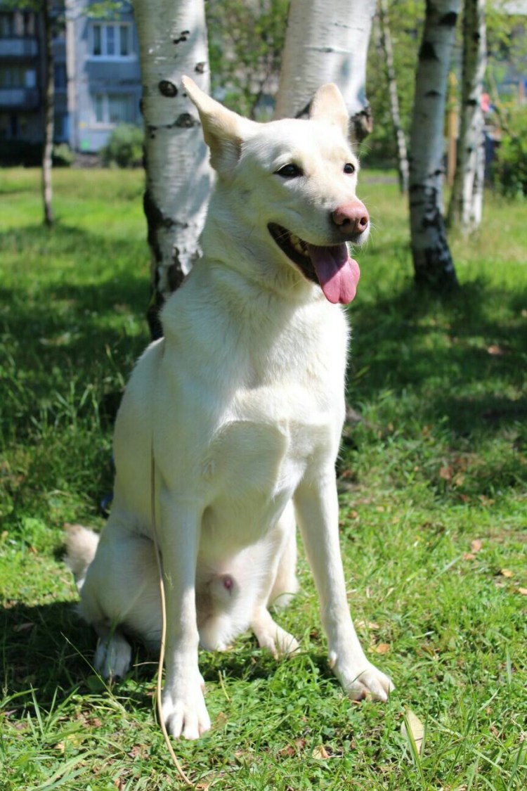 Лаки собаками лайки лайки