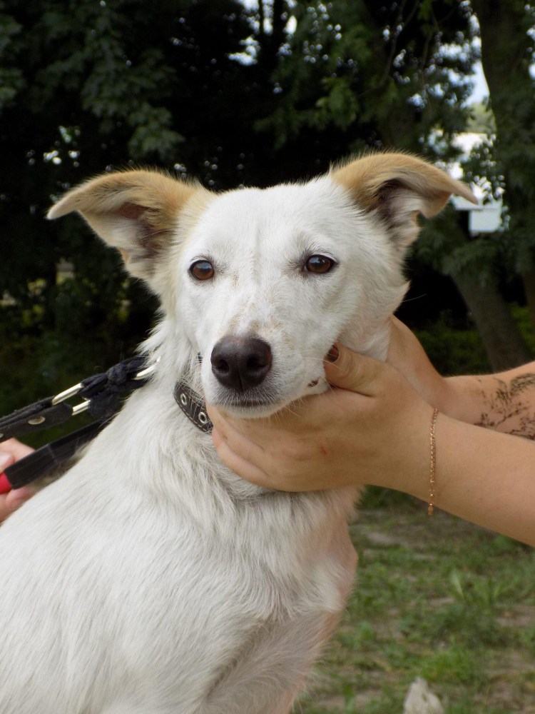 Померанские Шпицы играются