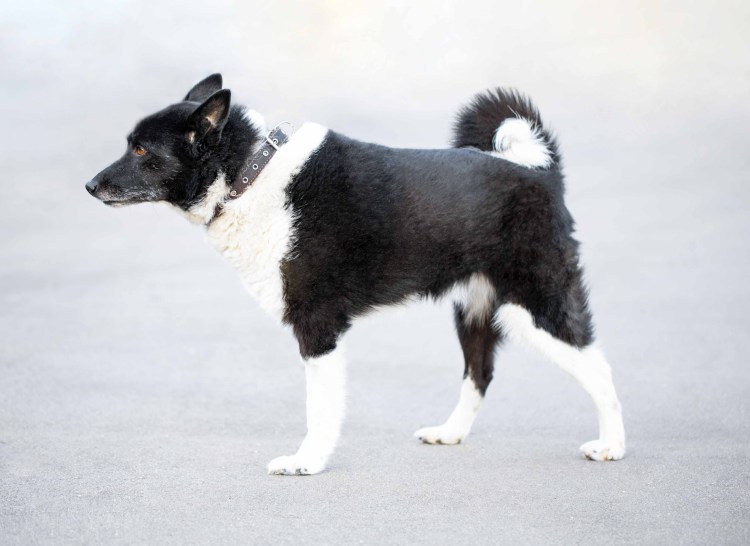 Доберман поводырь