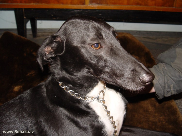 Западно Сибирская хаски