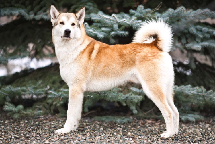 Западносибирская лайка