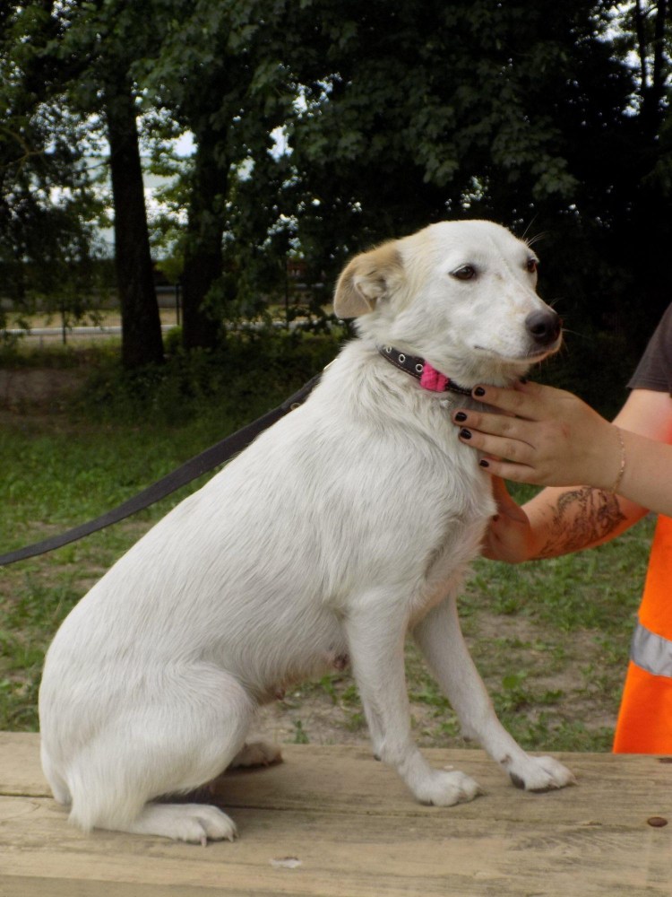 Порода Лакки