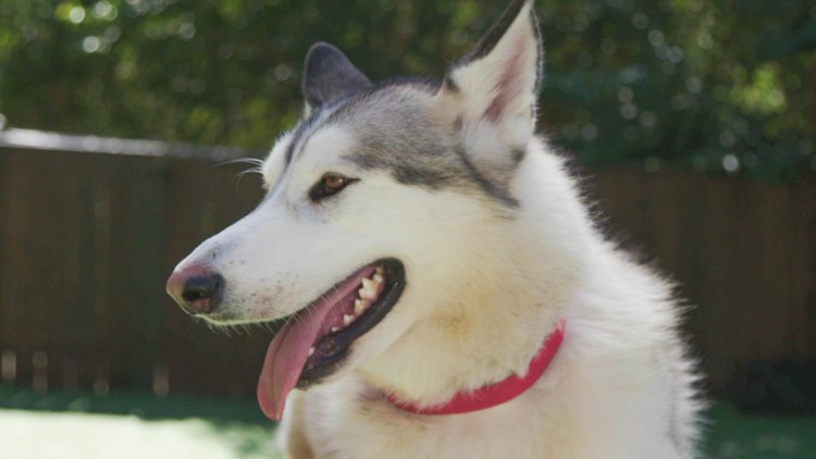 Западно Сибирская лайка