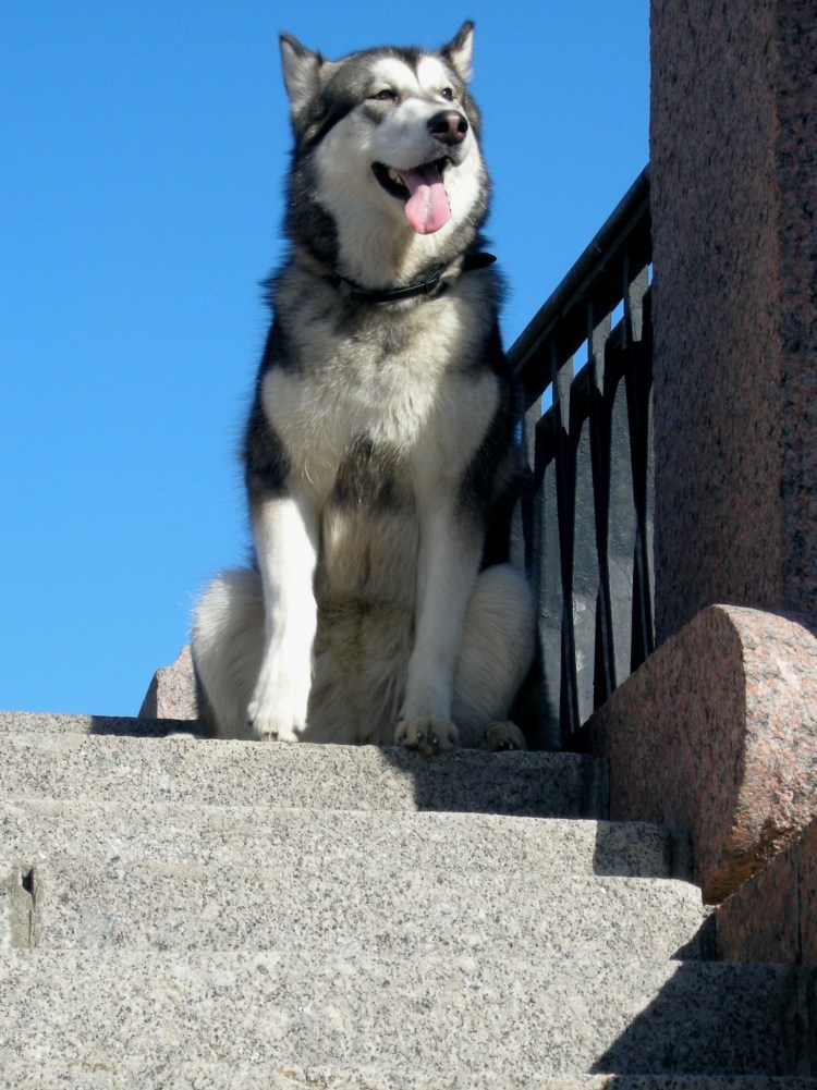 Порода собак Лакки