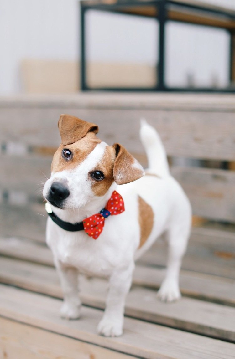 Джек Рассел Локи бобо