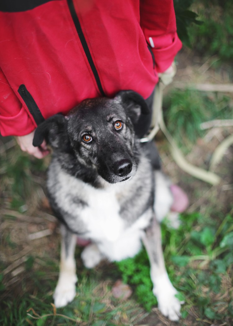 Сибирская лайка щенок