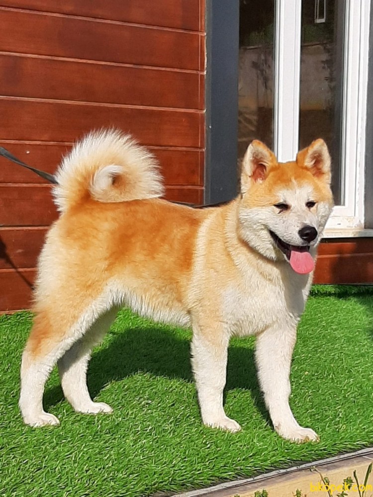 Шелти рыжая