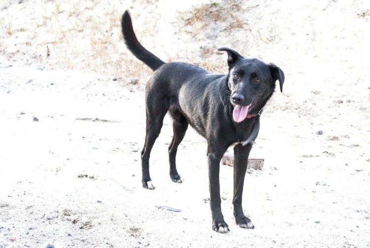 Басенджи и Лев