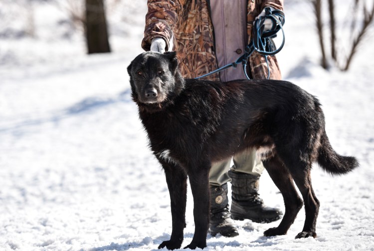 Джек Рассел