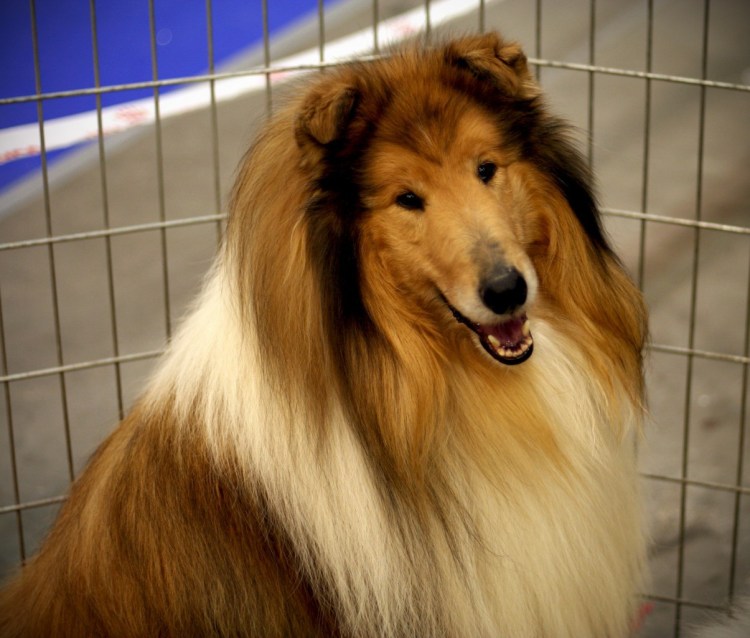 Акита ину короткошерстная