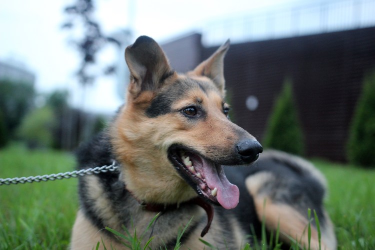 Саулаки собака