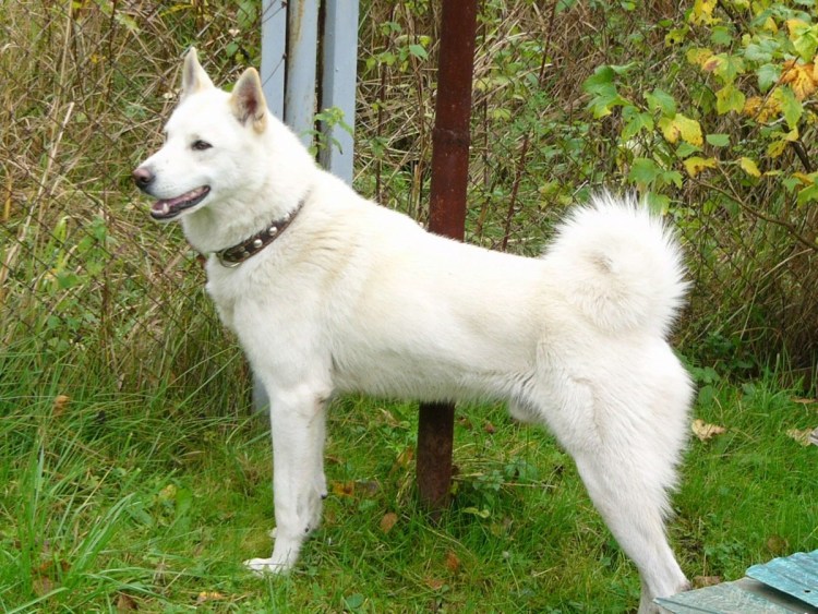 Западно Сибирская лайка