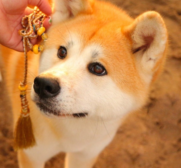 Восточно-европейская лайка