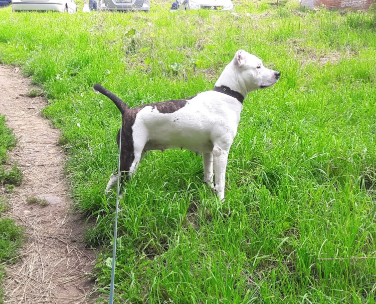 Метис борзой черный