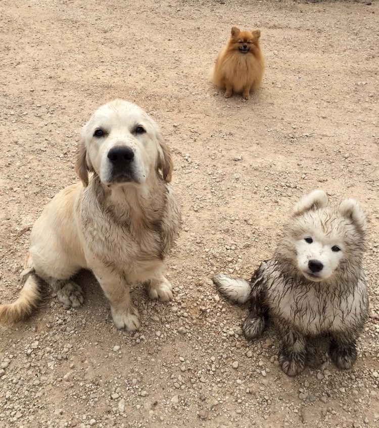 Восточносибирская лайка