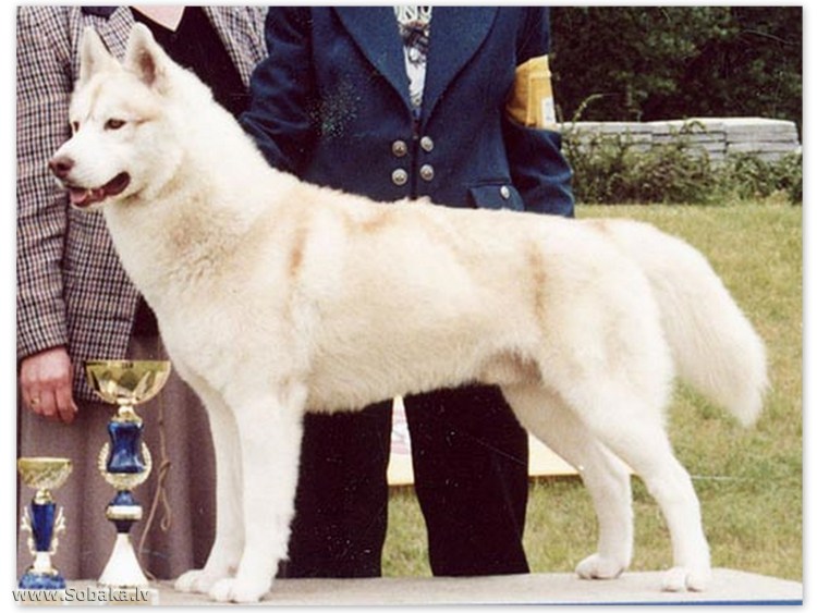 Вельш корги пемброк