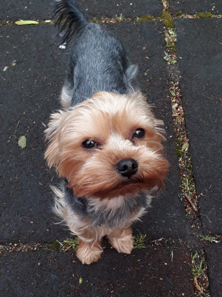 Порода Лакки