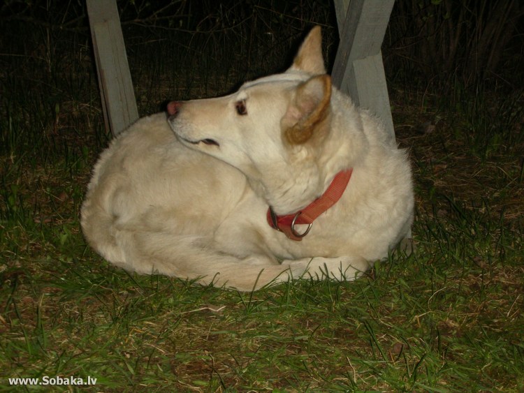 Восточно Сибирская лайка