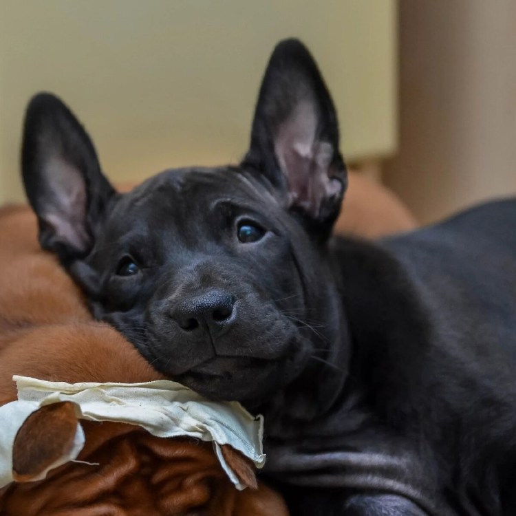 Западносибирская лайка